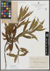 Foto von Salix alba L. x Salix fragilis L.